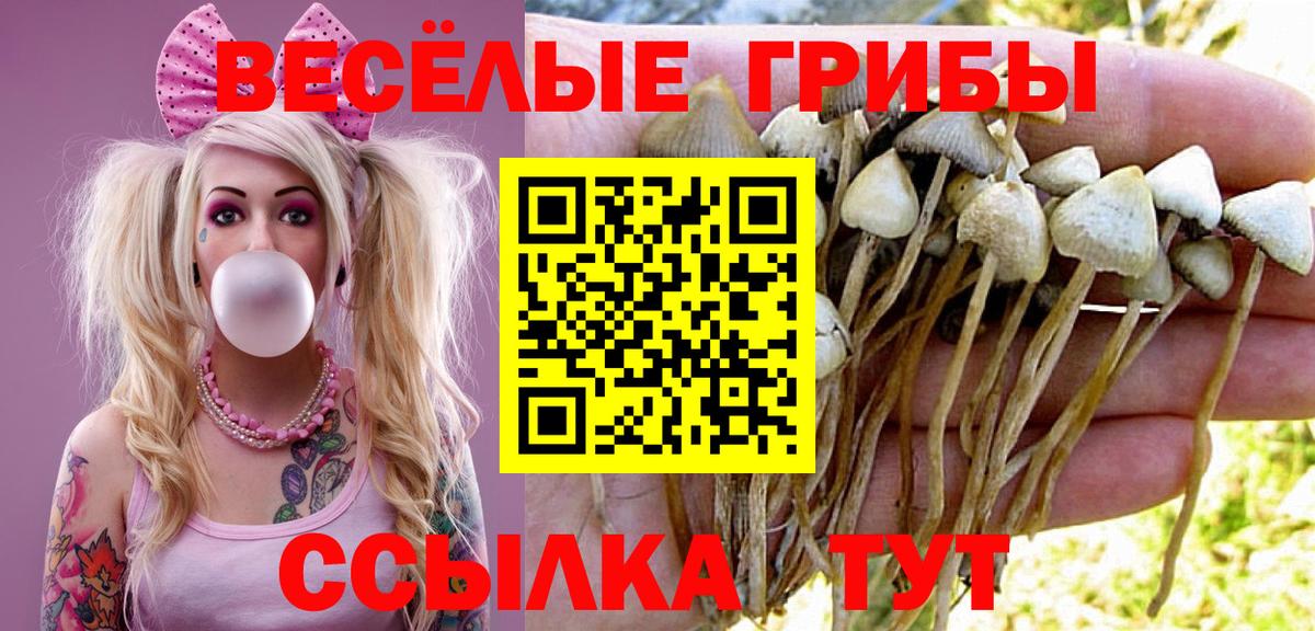 Псилоцибиновые грибы Cubensis Мурино